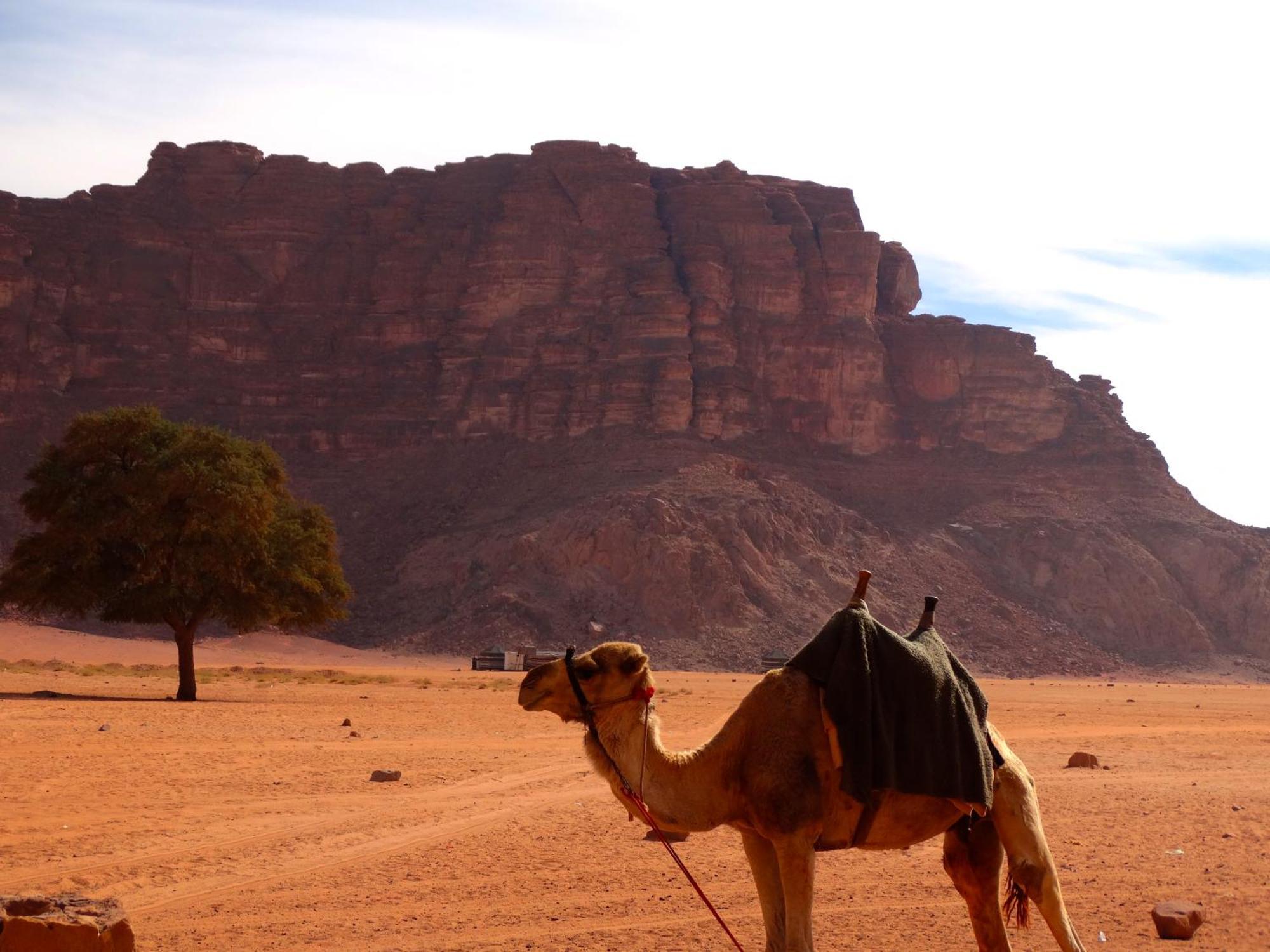 Wadi Rum View Camp Eksteriør billede